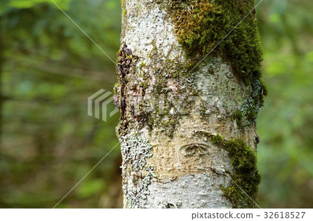 The bark of the hills 32618527