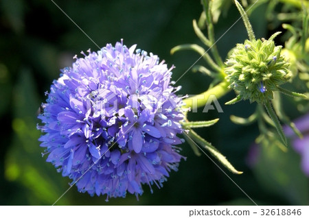 Gilia Lepta 32618846