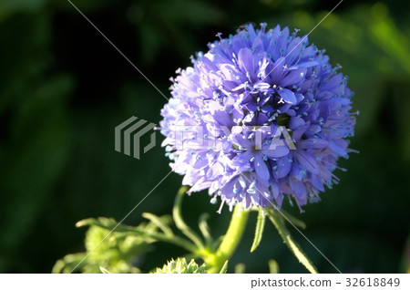 Gilia Lepta 32618849