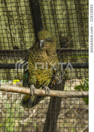 The bird in the Zoo. The bird in the Zoo. 32618893