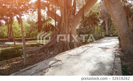 Ancient ficus in a botanical garden of Malta Ancient ficus in a botanical garden of Malta 32619262