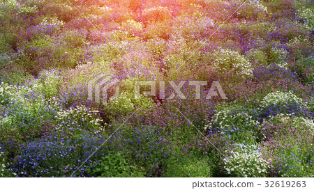Colored field of wild flowers at sunset Colored field of wild flowers at sunset 32619263