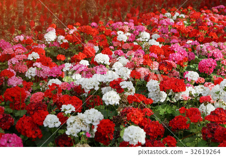 Flowerbed with colorful flowers of geraniums Flowerbed with colorful flowers of geraniums 32619264