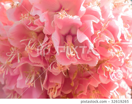 Close up colorful hydrangea in the sunset 32619265