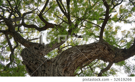 Huge old tree on the sky background Huge old tree on the sky background 32619266