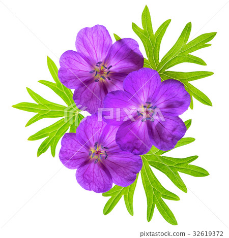 close up top view of blooming purple Geranium  32619372