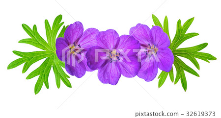 purple Bloody Cranesbill Geranium 32619373