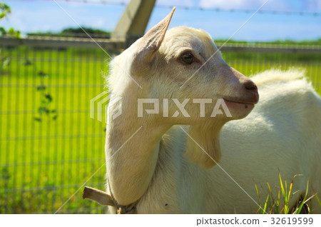 山羊在Haterumajima 32619599