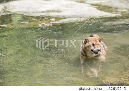 基於河的什巴Inu 32619645