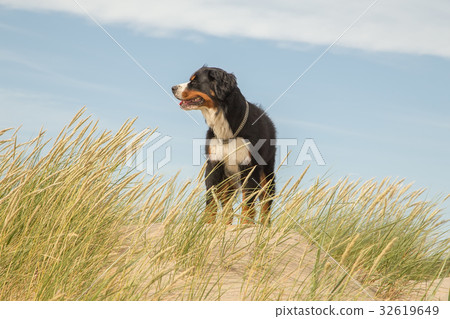 dog in the grass dog in the grass 32619649