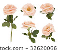 Isolated Rose flower set on white background 32620066