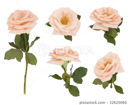 Isolated Rose flower set on white background Isolated Rose flower set on white background 32620066