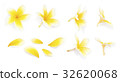 Yellow frangipani flower set with Petals on white  32620068