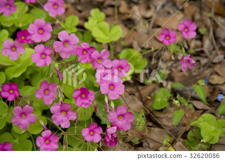 酢漿草花 32620086
