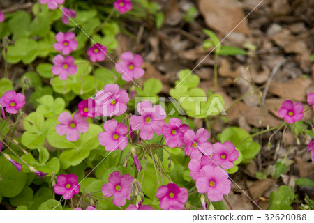 酢漿草花 32620088