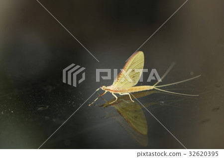 Kagerou dragonfly Eggplant insect macro Eintagsfliegen Kiirokawa Kagero 32620395