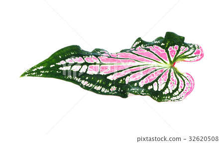 Caladium leaf 32620508