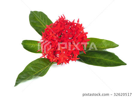 spike flower spike flower 32620517