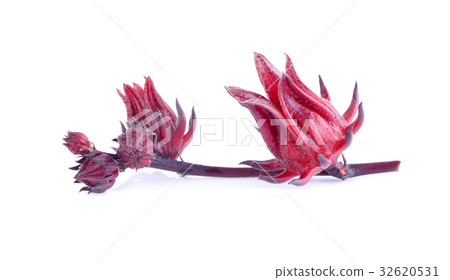 roselle on white backgrond 32620531