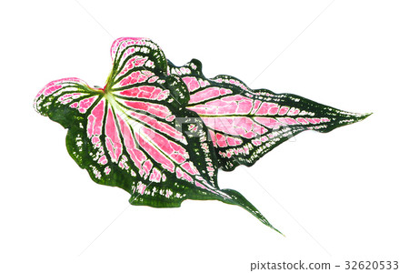 caladium leaf 32620533