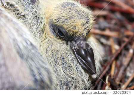 The young pigeon in the nest of the branches. one The young pigeon in the nest of the branches. one 32620894