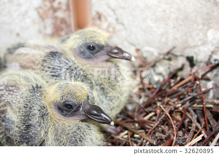 The young pigeon in the nest of the branches 32620895