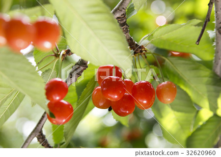 櫻桃 櫻桃 32620960