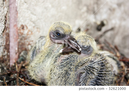Pigeon children in the nest. Embrace 32621000
