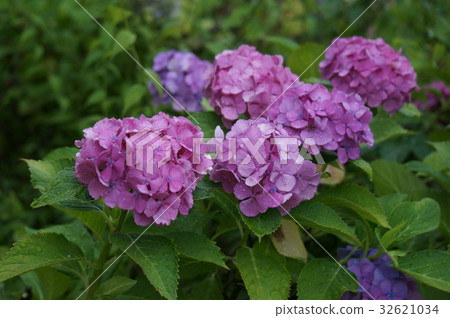Hydrangea Hydrangea 32621034