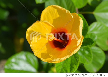 Yellow hibiscus in the garden. Yellow hibiscus in the garden. 32621087