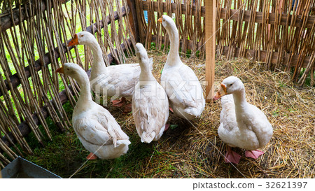 Geese in the paddock 32621397