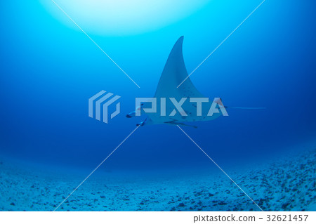Manta 32621457