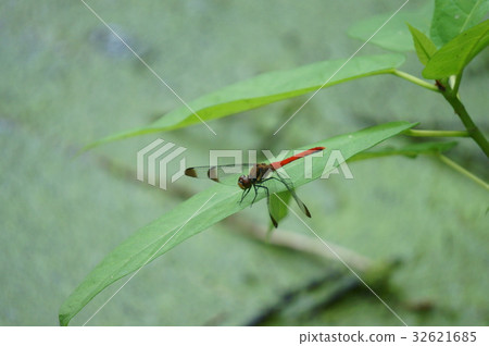 Risuakane Risuakane 32621685