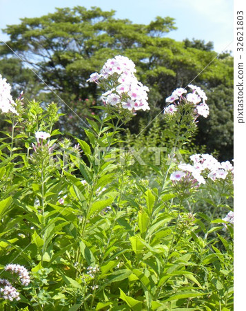 Phlox Paniculata“Nora Ray的粉紅色花朵 32621803