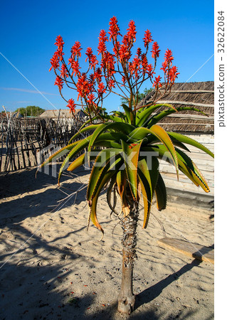 Aloe vera flower 32622084