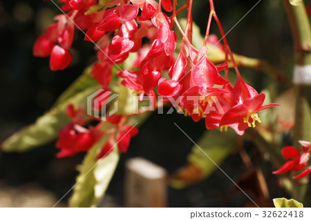 Trees Begonia 32622418