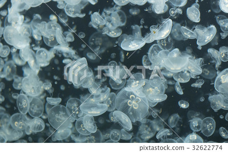 jellyfish jellyfish 32622774