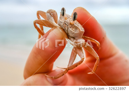 Tiny crab in human hand 32622897