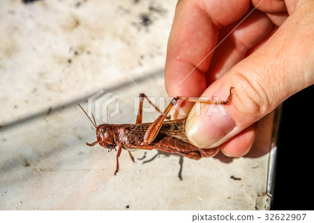 Locust close up Locust close up 32622907