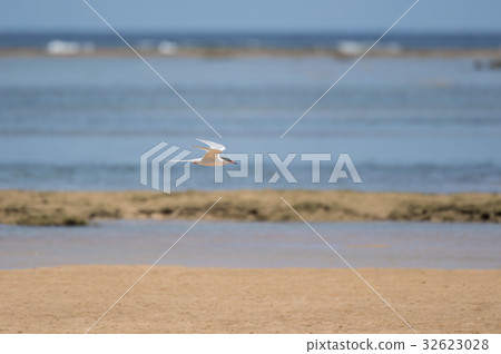 在海岸線的綠色燕鷗飛行 在海岸線的綠色燕鷗飛行 32623028