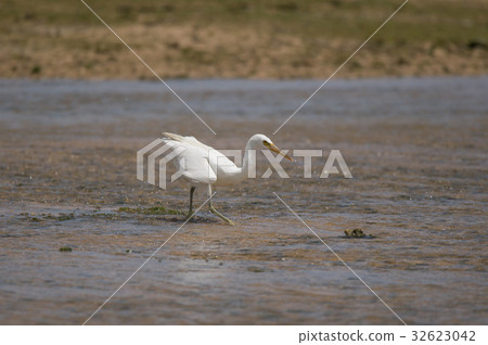 Brown heron (white type) feeding on the beach Brown heron (white type) feeding on the beach 32623042