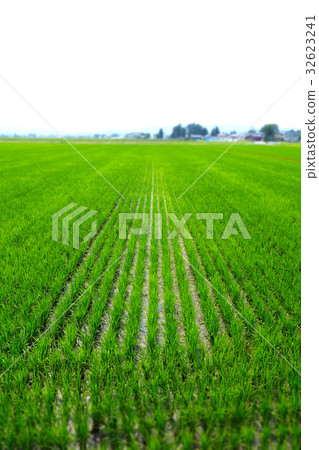 夏天稻和綠色米 夏天稻和綠色米 32623241