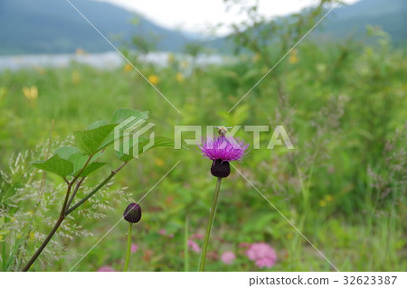 Thistle and bee at the wild lake 32623387