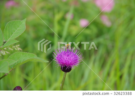 Thistle and bee at the wild lake Thistle and bee at the wild lake 32623388