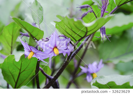 茄子花 茄子花 32623629