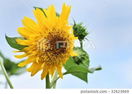 向日葵花 向日葵花 32623669