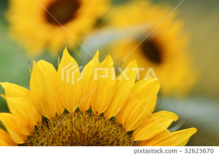 向日葵花 向日葵花 32623670