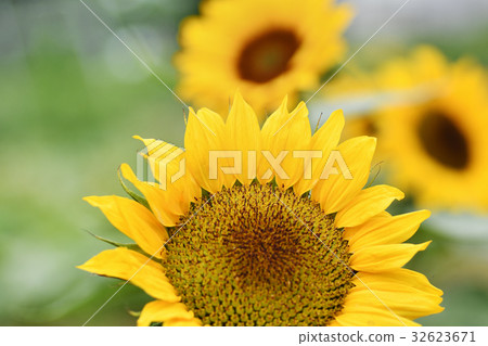 向日葵花 向日葵花 32623671