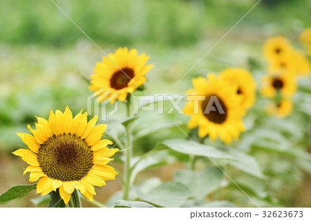 向日葵花 向日葵花 32623673