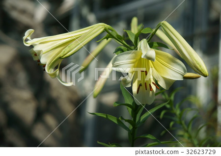 百合（Lilium Sargentiae） 32623729